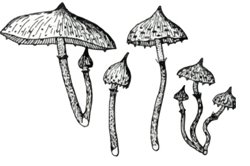 Drawing of a mushroom found in PNG