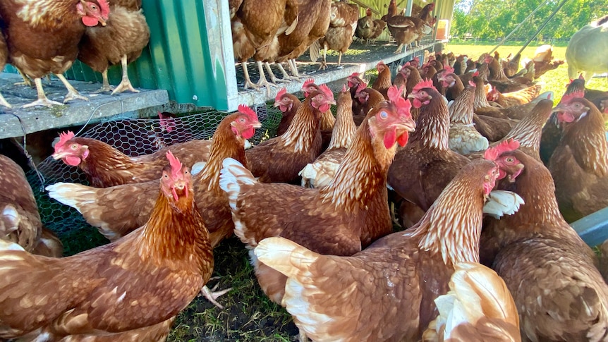 Chickens in a free range pen