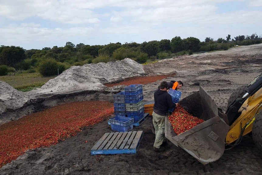 Two men use crates to dump strawberries into a front end loader, with pits of strawberries in the background.