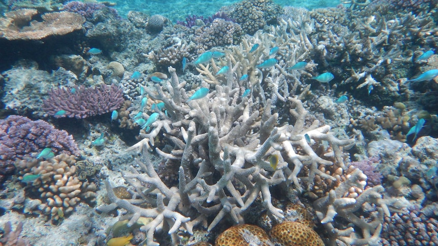 High sea surface temperatures expected to bleach coral off Northern ...