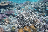 An underwater photo of fish swimming around bleached coral.