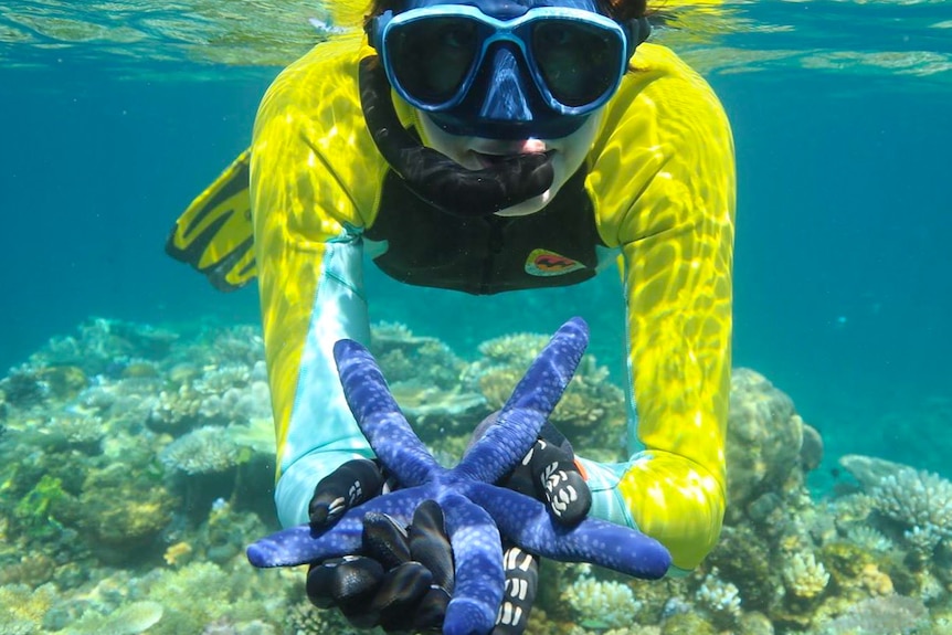 Dr Suzie Starfish holds a blue starfish in the ocean.