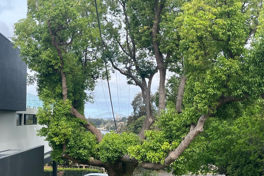 Power cords run through the middle of this tree with the Sydney Harbour Bridge visible in the gap. 