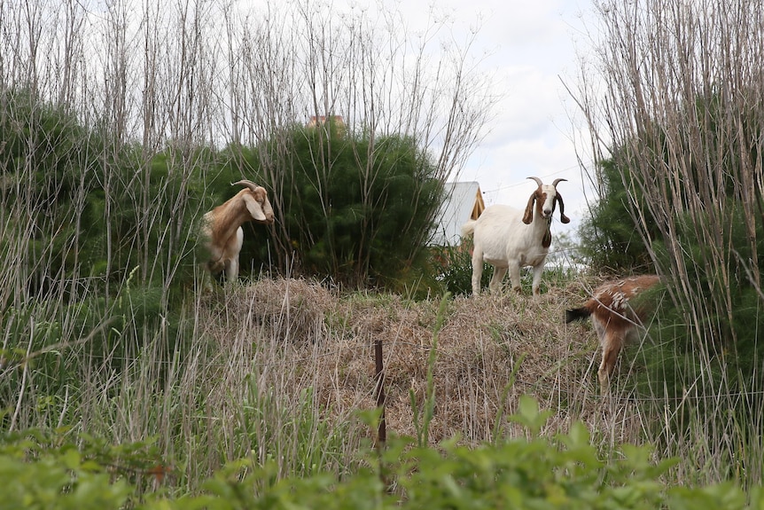 Goats standing on a hill