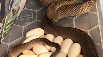 A brown snake with about 14 eggs