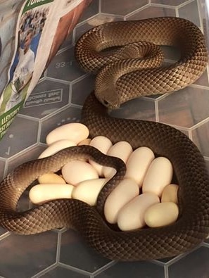 A brown snake with about 14 eggs