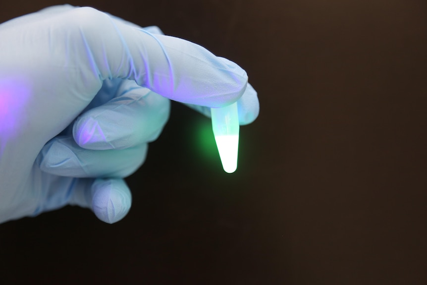 a small tube of glowing green fluid is held by two fingers in a rubber glove