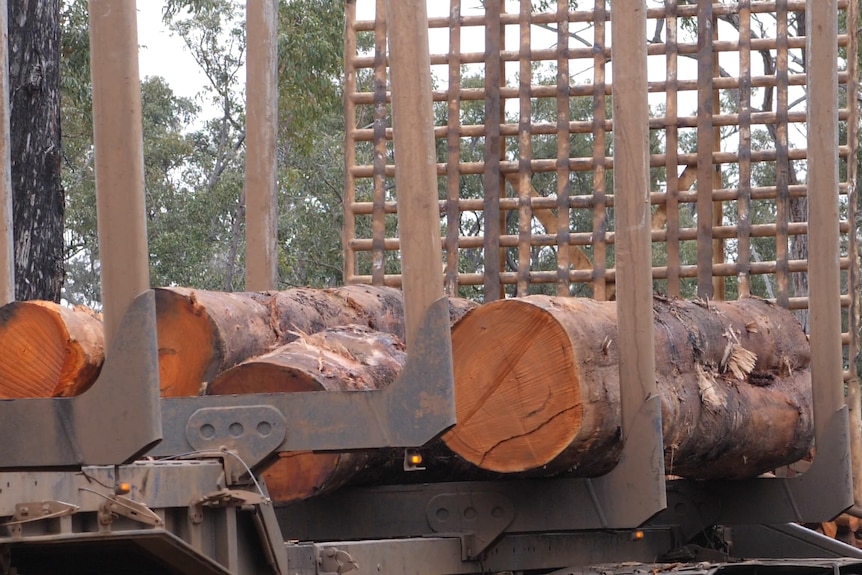 Timber logs on a truck.
