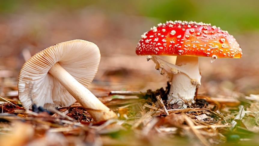 A close up of a red-capped mushroom with white dots.