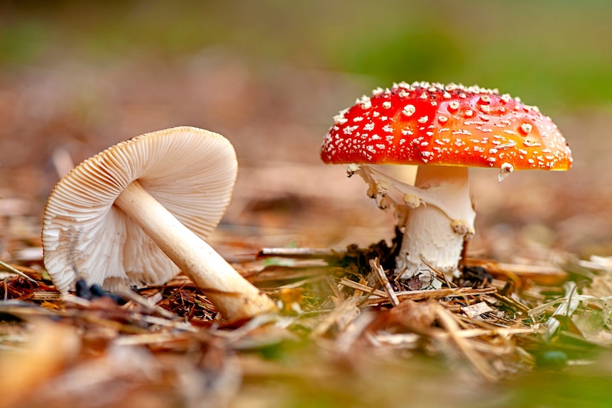 A bright-red capped mushroom
