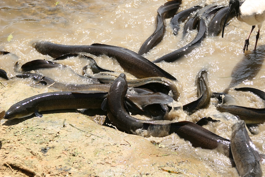 several eels emerging from muddy water
