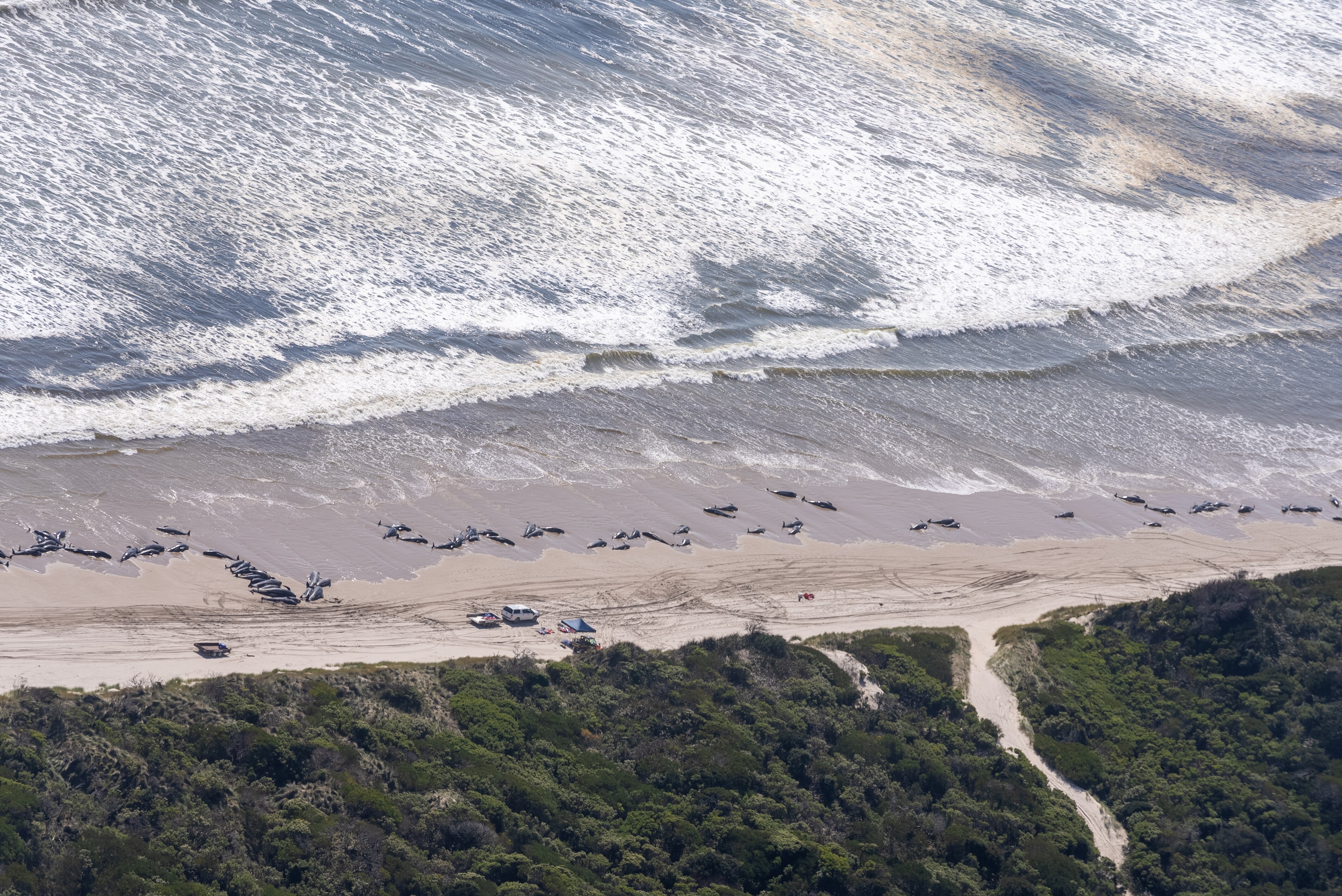 Mass Whale Stranding Rescue Operation At Tasmania's Macquarie Harbour ...