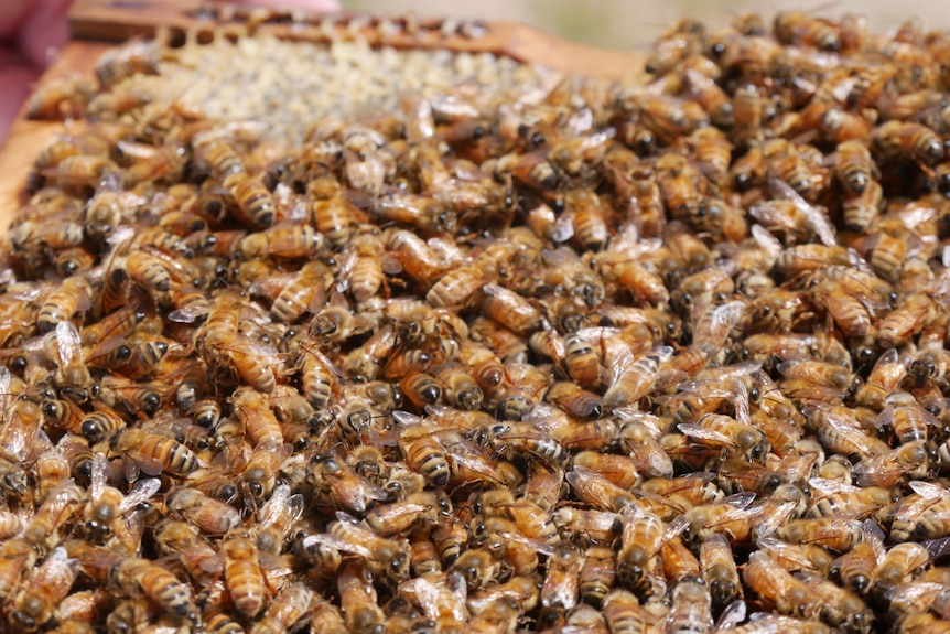 A swarm of yellow and black bees sit on a piece of honeycomb.