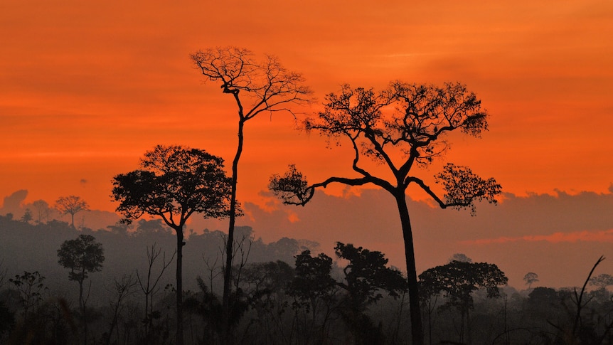 An orange glow of a fire forms the backdrop of trees in the Amazon rainforest in Brazil.