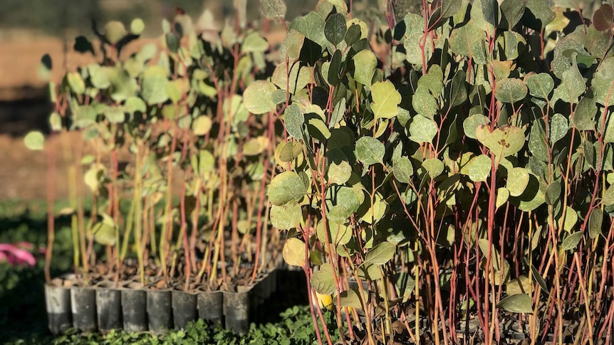 Young trees in punnets, ready to be planted out