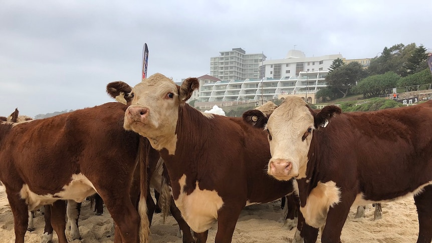 Drovers on horse back walk their horses along Bondi Beach.