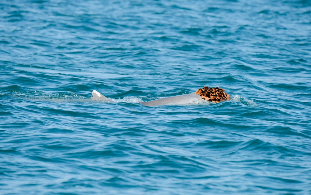 Sunday Science: Bogposting, sea sponge wigs, slo-mo snakebits and the biggest spider web ever