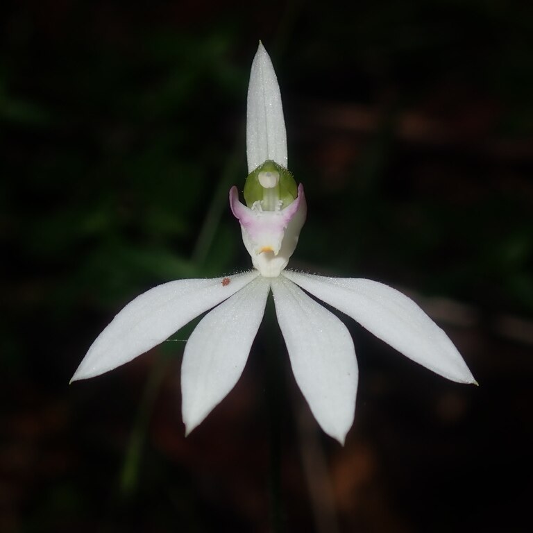 Painted Fingers Orchid (Caladenia picta)