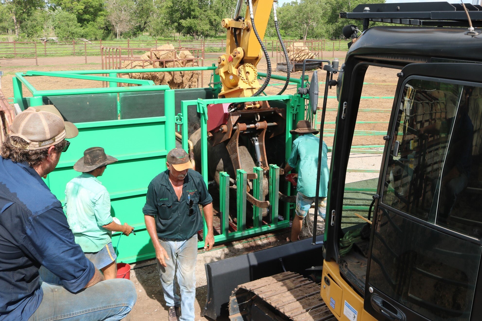 Buffalo industry invention aims to make handling the wild animals safer