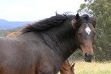 Horse cull spurs call to care for heritage breed