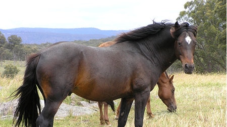 Horse cull spurs call to care for heritage breed