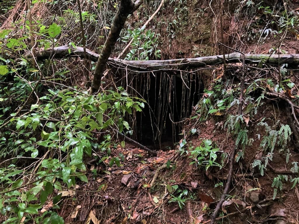 A black hole hidden behind vines and trees.