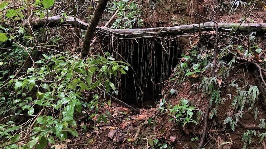 A black hole hidden behind vines and trees.