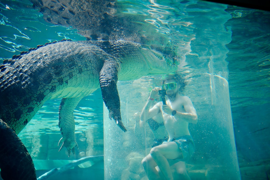 A man in a glass cage underwater, wearing a snorkel, face to face with a large saltwater crocodile