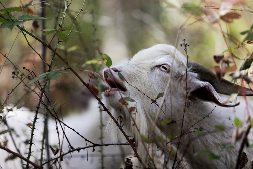 Close up of a goat about to bite a plant. 