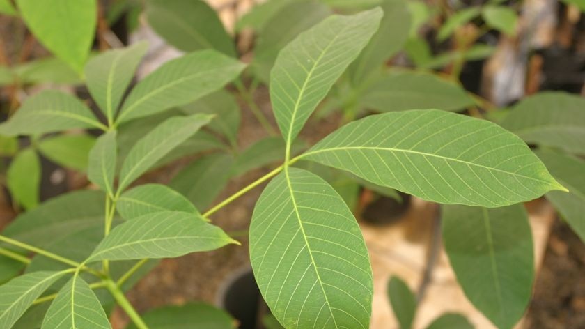 Generic shot of a plant