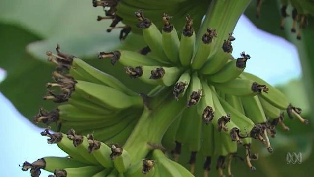 Bunches of green bananas on a tree