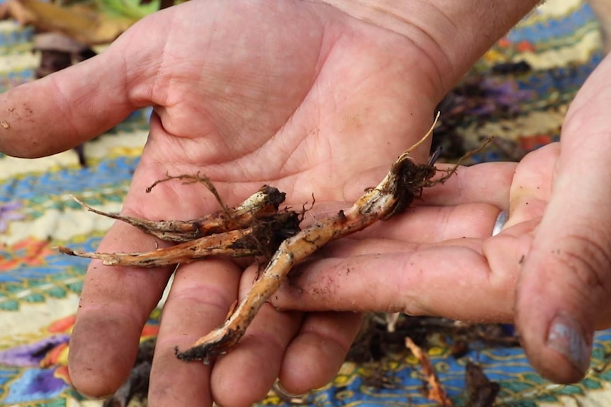 A close up of some roots on a bare hand.