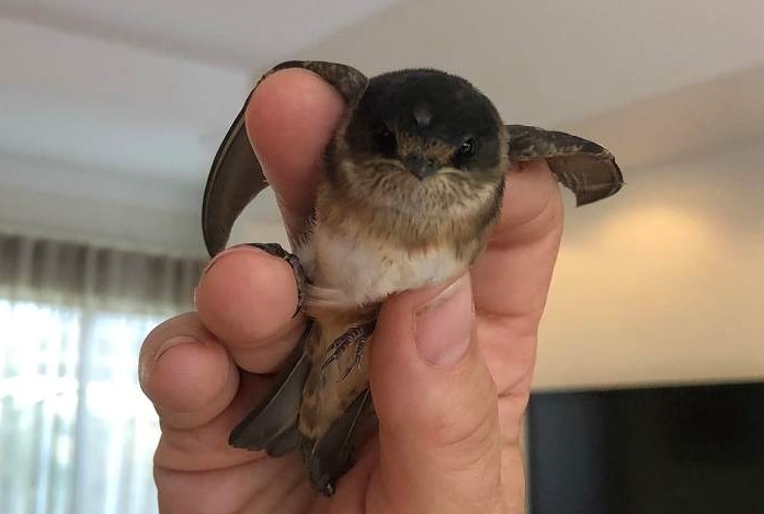 A tiny adorable bird being held up inside a room in the hand of someone off camera.