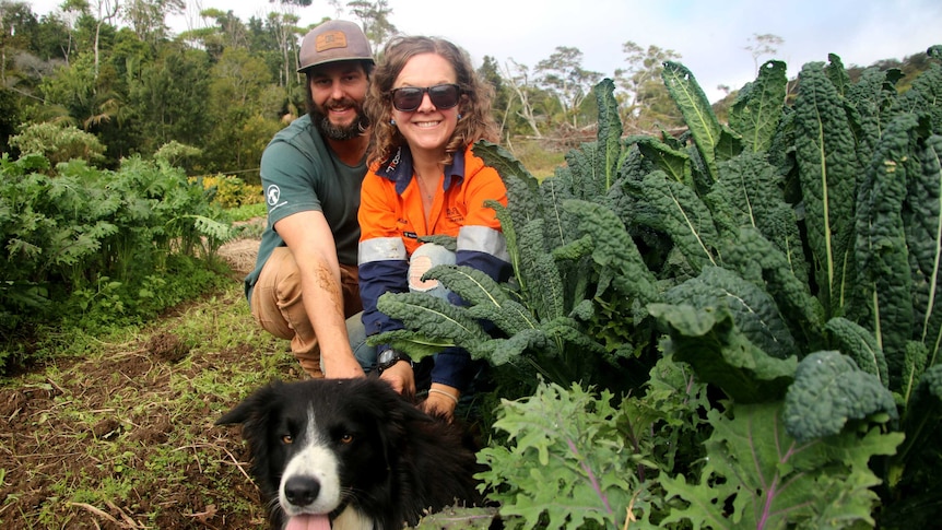 A man and woman crouch next to silver beet growing in the ground with their border collie in front of them on the ground