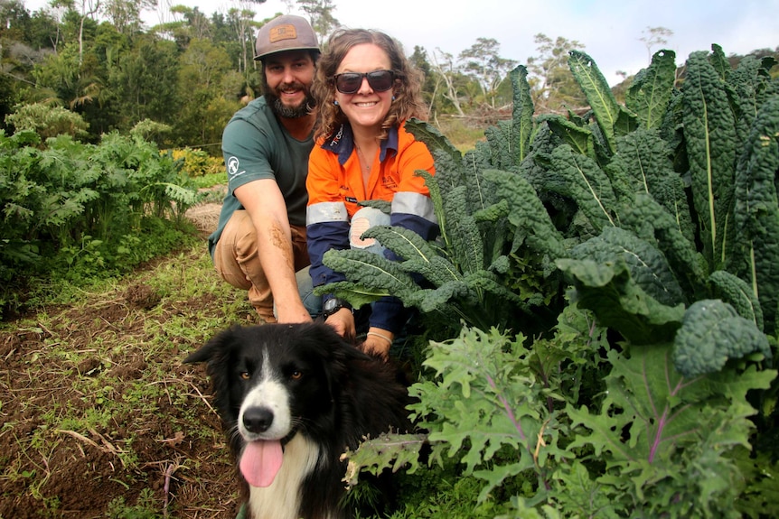 A man and woman crouch next to silver beet growing in the ground with their border collie in front of them on the ground