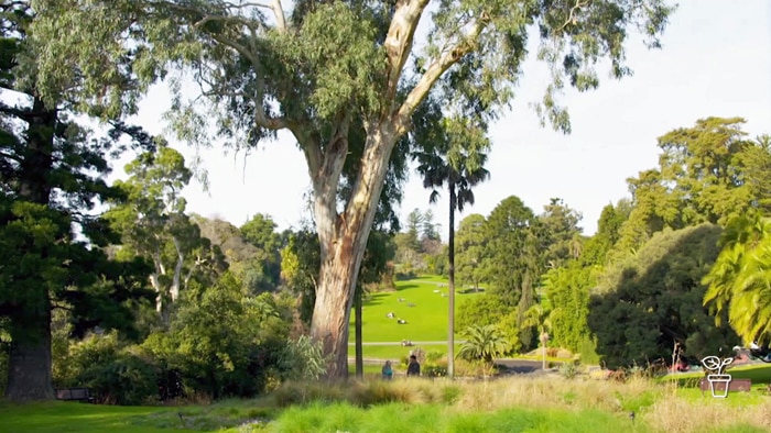 2 people standing beside a tall, old eucalyptus tree