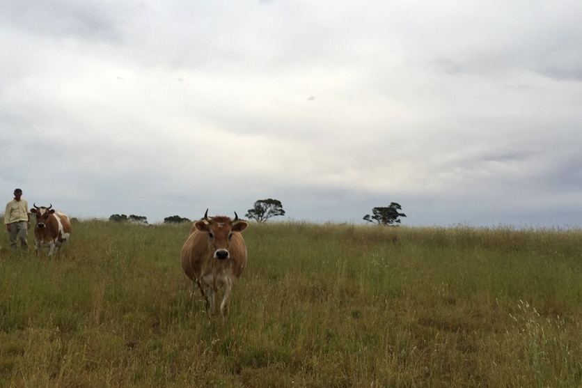 cows and man