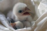 Fluffy white falcon chick in a laboratory.