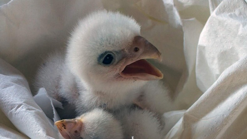 Fluffy white falcon chick in a laboratory.