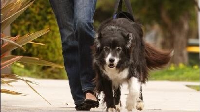 A woman walking a dog