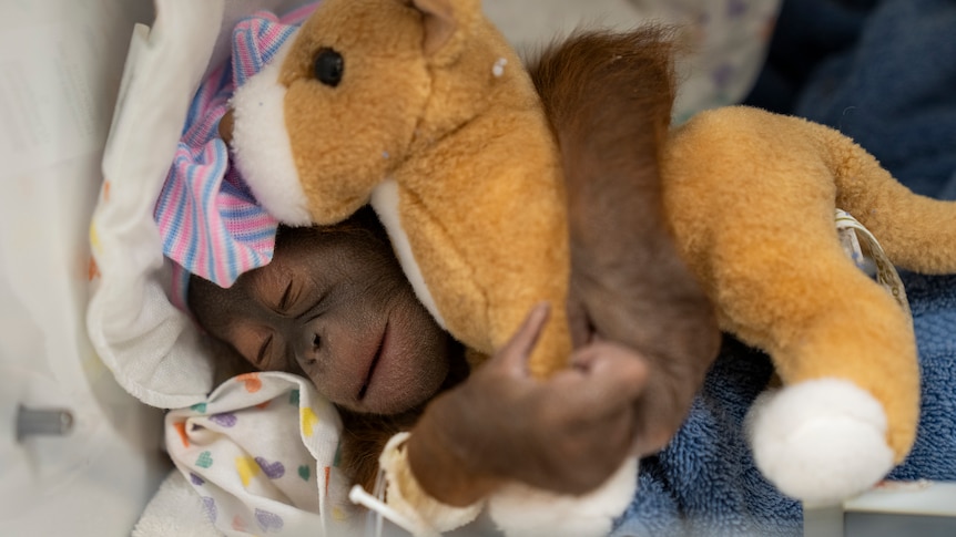 An orangutan asleep and cuddling a stuffed toy