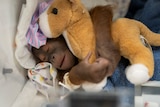 An orangutan asleep and cuddling a stuffed toy