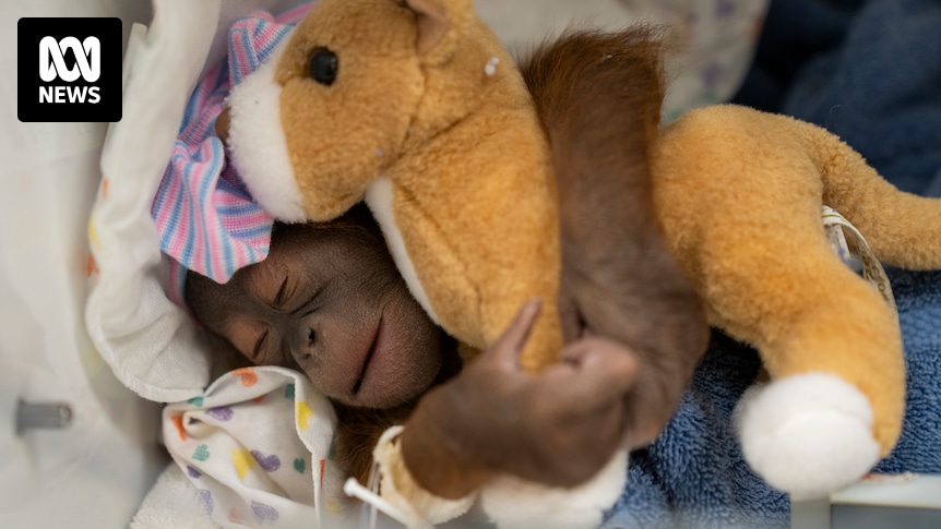 Endangered Bornean orangutan born in US zoo