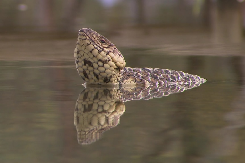 A lizard puts its head above water