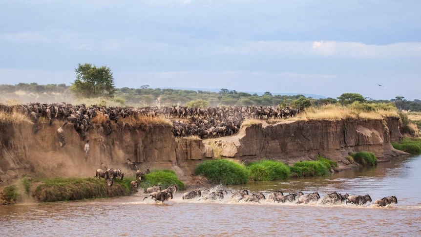 Wildebeest stampede across river