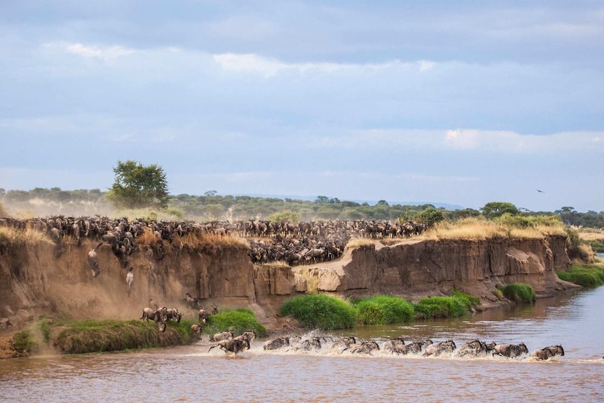 Wildebeest stampede across river