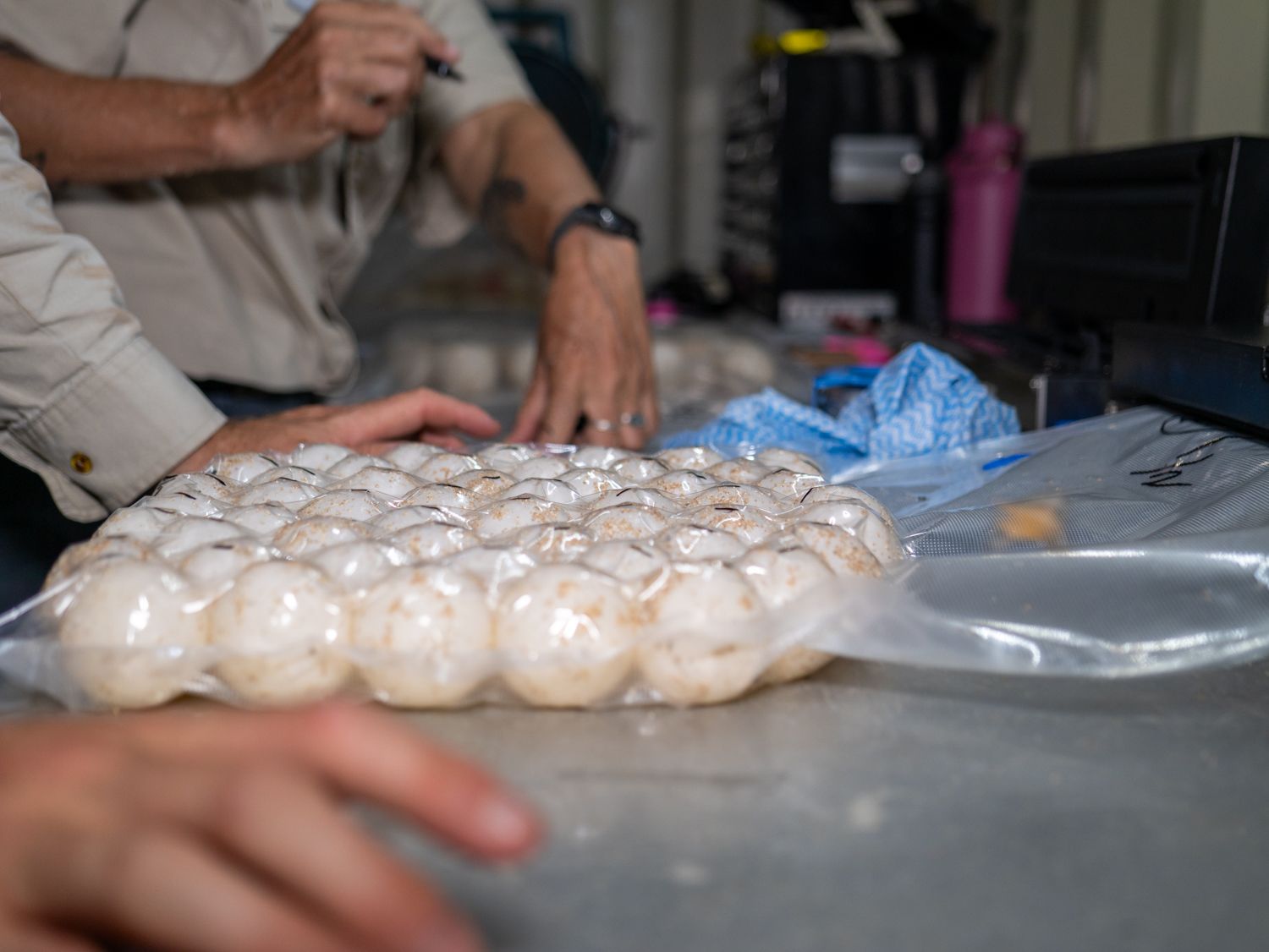 A close up of eggs vacuum sealed in plastic on a stainless steel table. Hands are visible.