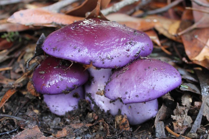 Three purple fungi.