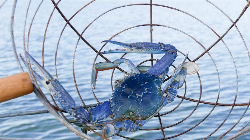 A blue-swimmer crab caught in a scoop net.