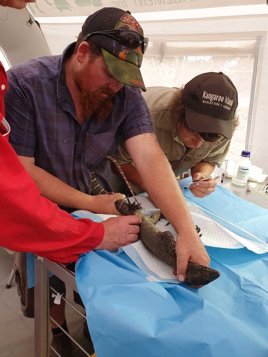 A man helps an injured lizard.